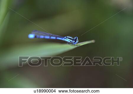 dragonfly, saskatchewan, scenic, leaf, blue View Large Photo Image Picture - dragonfly, saskatchewan, scenic, leaf, blue. Fotosearch