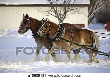Stock Image - drawn, winter, sled, horse. Fotosearch