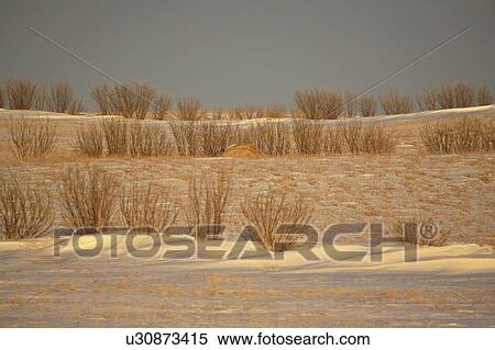 drifts, lighting, snow, field, stubble, low View Large Photo Image Stock Photography - drifts, lighting, snow, field, stubble, low. Fotosearch