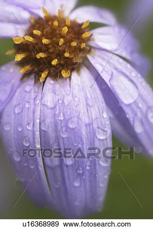 Stock Photo - drops, blooming, rain, daisy, subalpine, closeup. Fotosearch