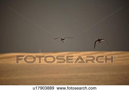 Stock Photo - ducks, weather, stormy, flight, two. Fotosearch
