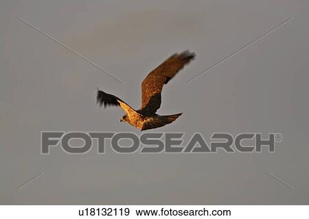 eagle, chaplin, post, fence, immature View Large Photo Image Stock Photo - eagle, chaplin, post, fence, immature. Fotosearch