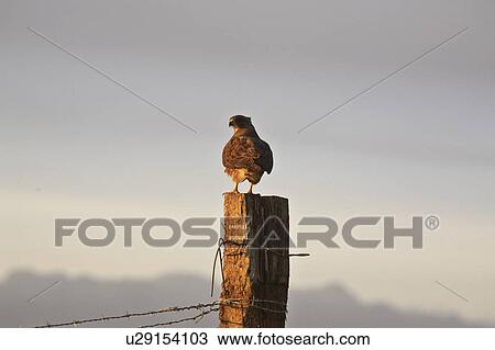 Stock Image - eagle, lake, chaplin, flight, immature. Fotosearch