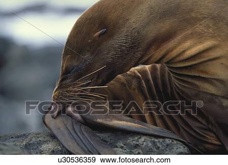 Stock Photo - ecuador, fauna, archipelago, colon, beach, animals. Fotosearch