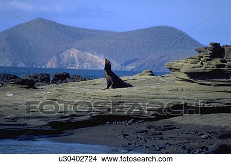 ecuador, lion, islands, galapagos, one, sea View Large Photo Image Picture - ecuador, lion, islands, galapagos, one, sea. Fotosearch