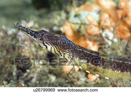 endemic, pipefish, tigris, filicampus, holder, tiger View Large Photo Image Stock Photo - endemic, pipefish, tigris, filicampus, holder, tiger. Fotosearch