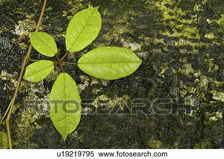 Stock Photography - environment, bark, forrest, rain, growing, leaf. Fotosearch
