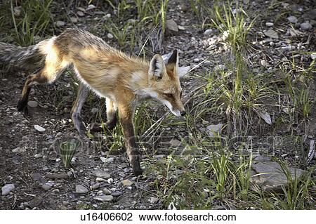 fallen, fox, road, creek, harold, red View Large Photo Image Stock Image - fallen, fox, road, creek, harold, red. Fotosearch