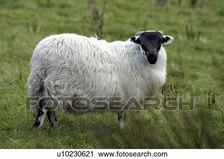 Stock Image - farm, sheep, animal, wool, lamb, 2006. Fotosearch