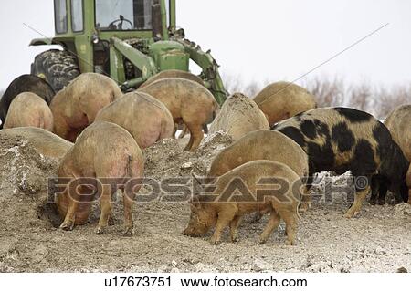 feeding, sows, hogs, winter, pigs View Large Photo Image Stock Image - feeding, sows, hogs, winter, pigs. Fotosearch