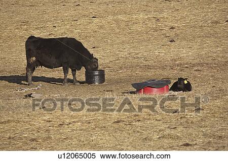 Stock Photography - feeds, angus, mother, resting, calf, aberdeen. Fotosearch