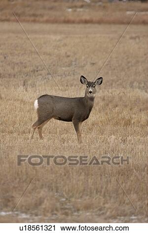 Stock Image - field, deer, stubble, standing, doe, mule. Fotosearch