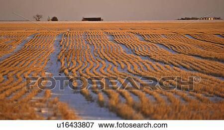 field, light, stubble, sun, setting, low View Large Photo Image Stock Photo - field, light, stubble, sun, setting, low. Fotosearch