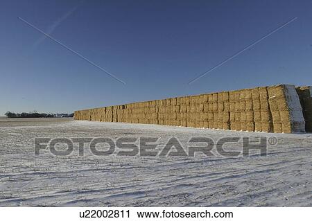Stock Image - field, straw, stubble, snowcovered, bales, stacked. Fotosearch
