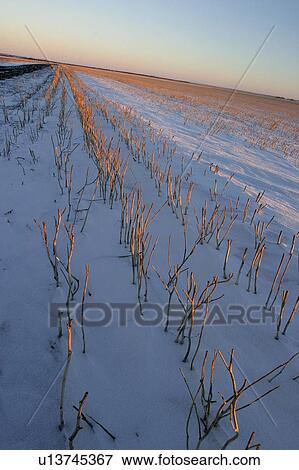 field, sun, stubble, up, lighting, morning View Large Photo Image Stock Photo - field, sun, stubble, up, lighting, morning. Fotosearch