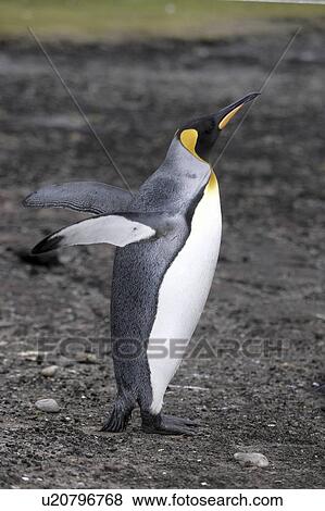 Stock Photo - flapping, penguin, penguins, islands, falkland, king. Fotosearch