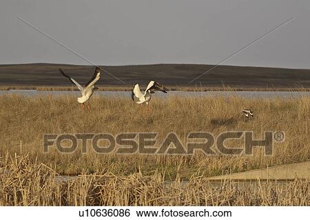 Stock Photograph - flight, american, taking, pelicans, white, two. Fotosearch