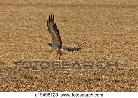 Stock Photo - flight, swainsons, off, taking, hawk, young. Fotosearch