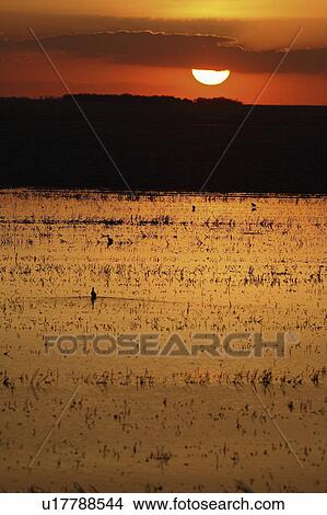 Picture - flooded, sun, shorebirds, up, lighting, setting. Fotosearch