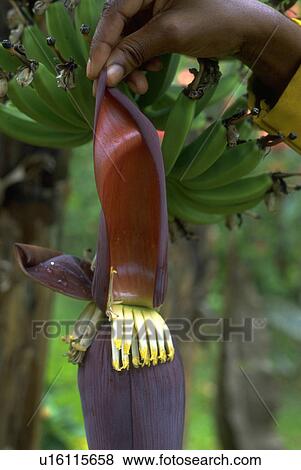 Stock Photo - flora, plant, fruit, common, flower, banana. Fotosearch