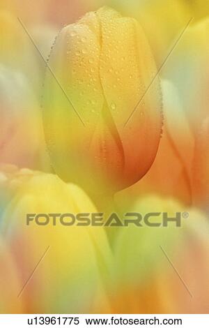 Stock Photography - floradale, hybrid, ivory, tulipa, tulips, darwin. Fotosearch