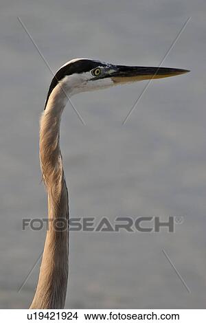 florida, blue, scenic, shore, heron, great View Large Photo Image Picture - florida, blue, scenic, shore, heron, great. Fotosearch