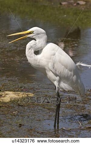 florida, egret, scenic, pond, wading, great View Large Photo Image Stock Photograph - florida, egret, scenic, pond, wading, great. Fotosearch