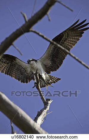 Stock Image - florida, fish, island, sanibel, talon, osprey. Fotosearch