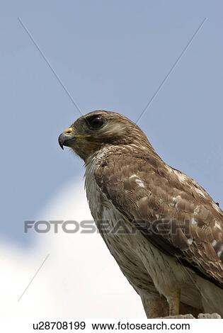 Stock Photo - florida, hawk, scenic, post, perched, gray. Fotosearch