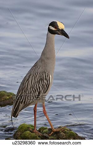 Stock Image - florida, night, scenic, shore, heron, yellowcrowned. Fotosearch
