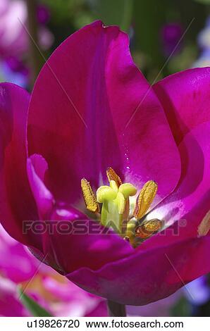 Stock Image - flower, amsterdam, spring, festival, tulip. Fotosearch
