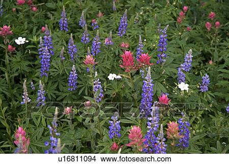 flower, bloom, beauty, flora, plant View Large Photo Image Picture - flower, bloom, beauty, flora, plant. Fotosearch