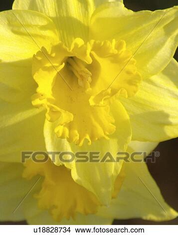 flower, bloom, beauty, flora, plant View Large Photo Image Picture - flower, bloom, beauty, flora, plant. Fotosearch
