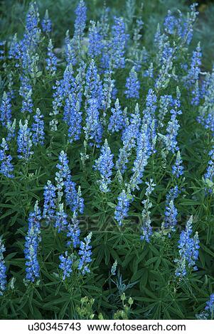 flower, bloom, beauty, flora, plant View Large Photo Image Stock Image - flower, bloom, beauty, flora, plant. Fotosearch