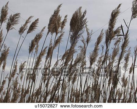 flower, bloom, beauty, flora, plant View Large Photo Image Stock Photo - flower, bloom, beauty, flora, plant. Fotosearch
