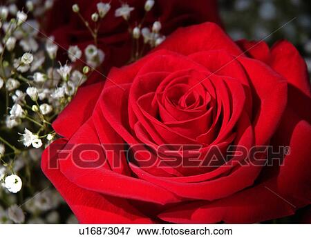flower, bloom, beauty, flora, plant View Large Photo Image Stock Photo - flower, bloom, beauty, flora, plant. Fotosearch