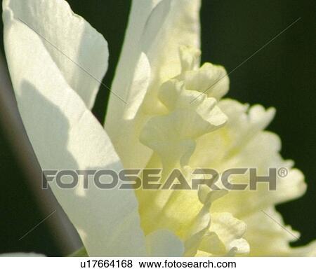 flower, bloom, beauty, flora, plant View Large Photo Image Stock Photo - flower, bloom, beauty, flora, plant. Fotosearch