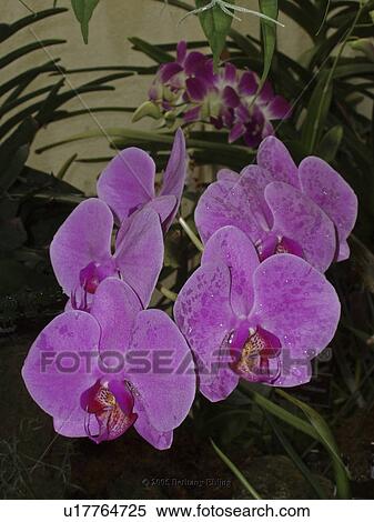 Stock Photography - flower, bloom, beauty, flora, plant. Fotosearch