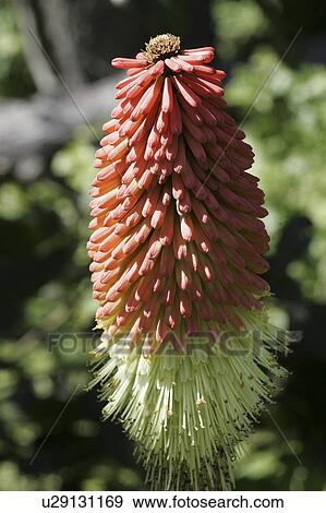 flower, or, beach, gold, garden View Large Photo Image Stock Photo - flower, or, beach, gold, garden. Fotosearch