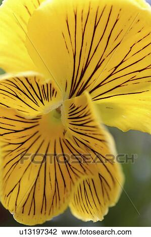 Stock Image - flower, saskatchewan, scenic, blooming. Fotosearch