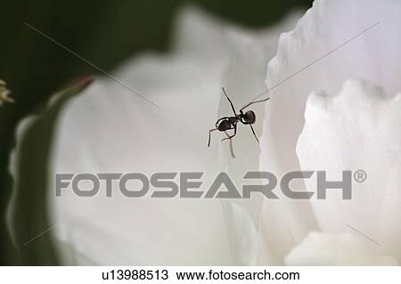 Stock Image - flower, saskatchewan, scenic, blooming. Fotosearch