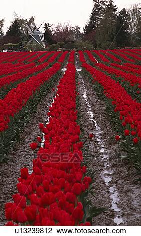 flower, valley, washington, field, tulip, skagit View Large Photo Image Stock Image - flower, valley, washington, field, tulip, skagit. Fotosearch
