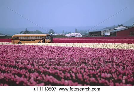 Stock Photo - flowers, field, countryside, farming, farm, tulip. Fotosearch