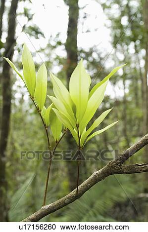 Stock Image - flowers, leaves, environment, branch, growing, green. Fotosearch