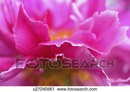 flowers, saskatchewan, scenic, blooming View Large Photo Image Stock Image - flowers, saskatchewan, scenic, blooming. Fotosearch