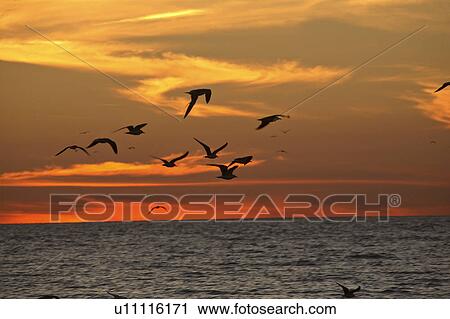 Stock Image - flying, scenic, sunset, gulf, gulls. Fotosearch