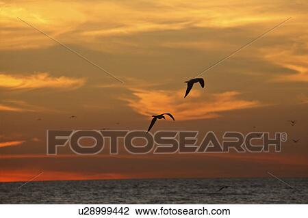flying, scenic, sunset, gulf, gulls View Large Photo Image Stock Image - flying, scenic, sunset, gulf, gulls. Fotosearch