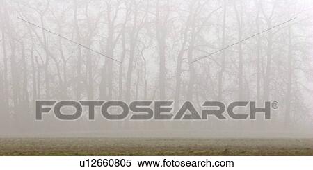 fog, trees, morning, through, seen, row View Large Photo Image Stock Photography - fog, trees, morning, through, seen, row. Fotosearch