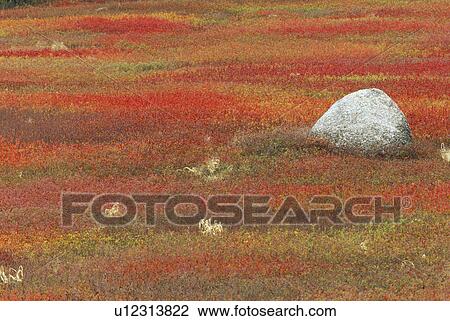 Stock Image - foliage, red, field, leaves, rock, blueberry. Fotosearch