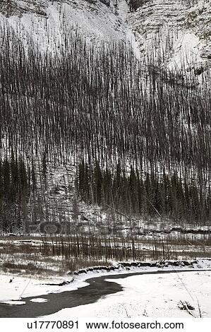 forest, trees, canada, alberta, mountainside, burnt View Large Photo Image Stock Image - forest, trees, canada, alberta, mountainside, burnt. Fotosearch